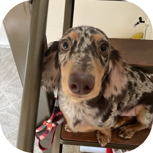 Foto do Leo